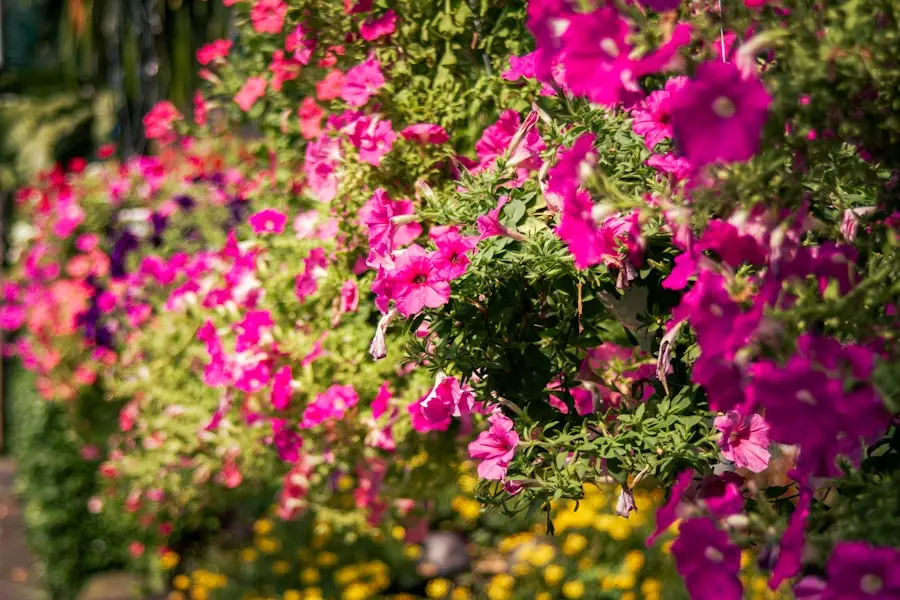 Photo flower gardens
